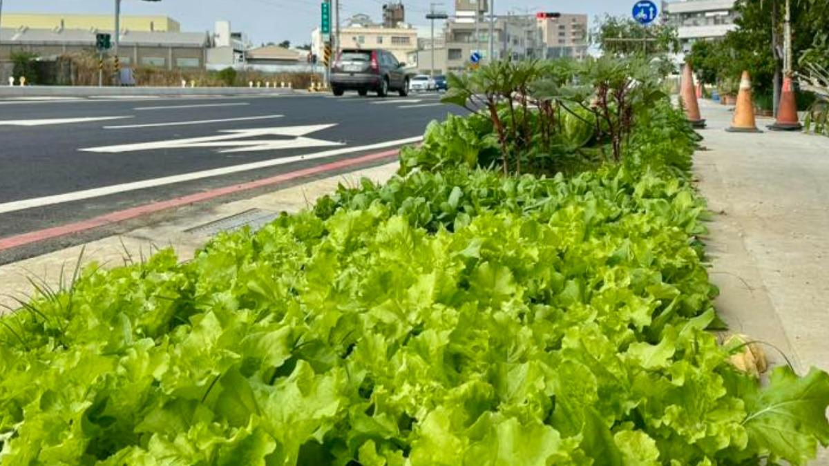 誰啦?台南人行道被種整排大陸妹、番茄 網笑翻:這條路很好吃