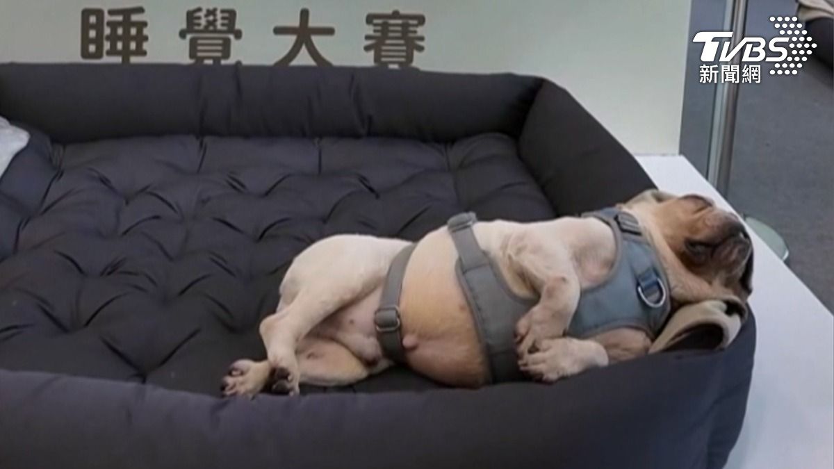 睡近2小時奪睡覺冠軍!法鬥「富貴」超萌睡姿曝