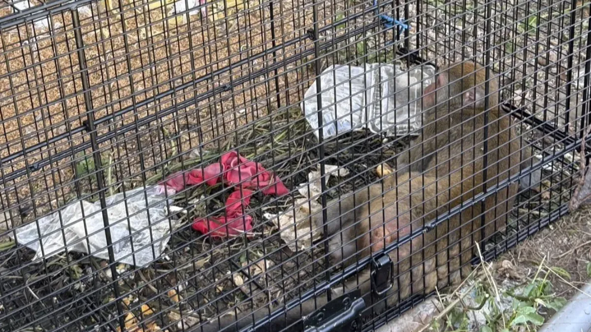 獼猴頻闖民宅!動保處籲「5不原則」 違法飼養最高罰25萬