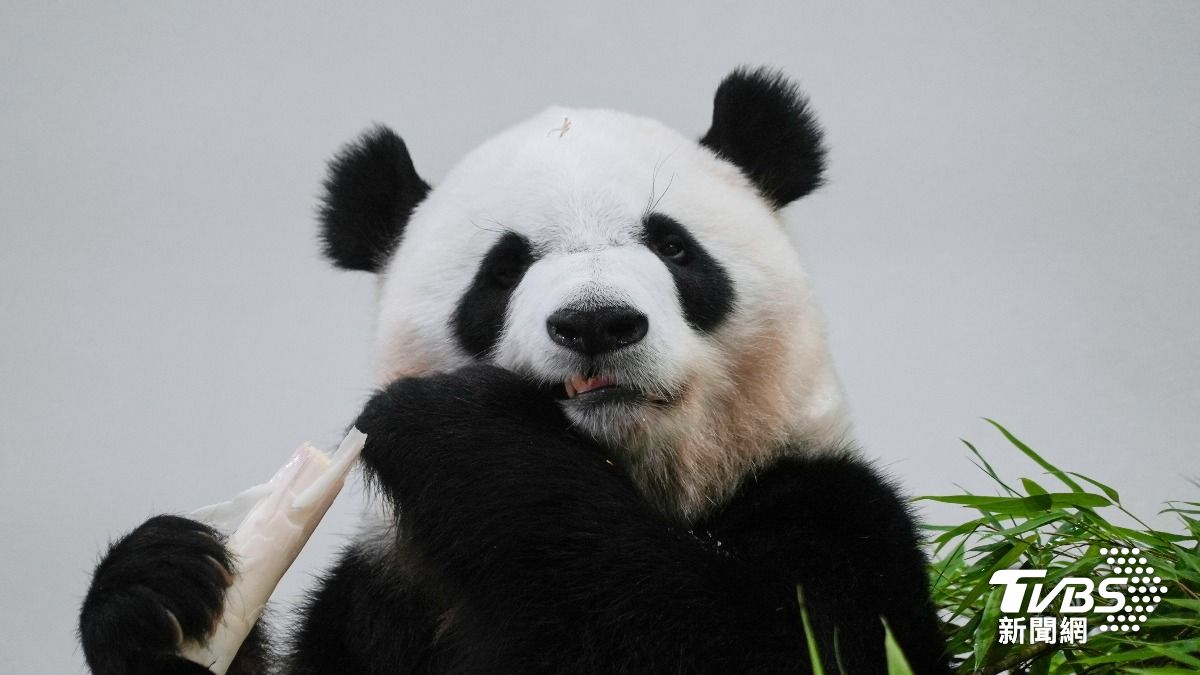 上野動物園兩貓熊明年還中國!學者:「台灣有事」恐導致未來沒貓熊