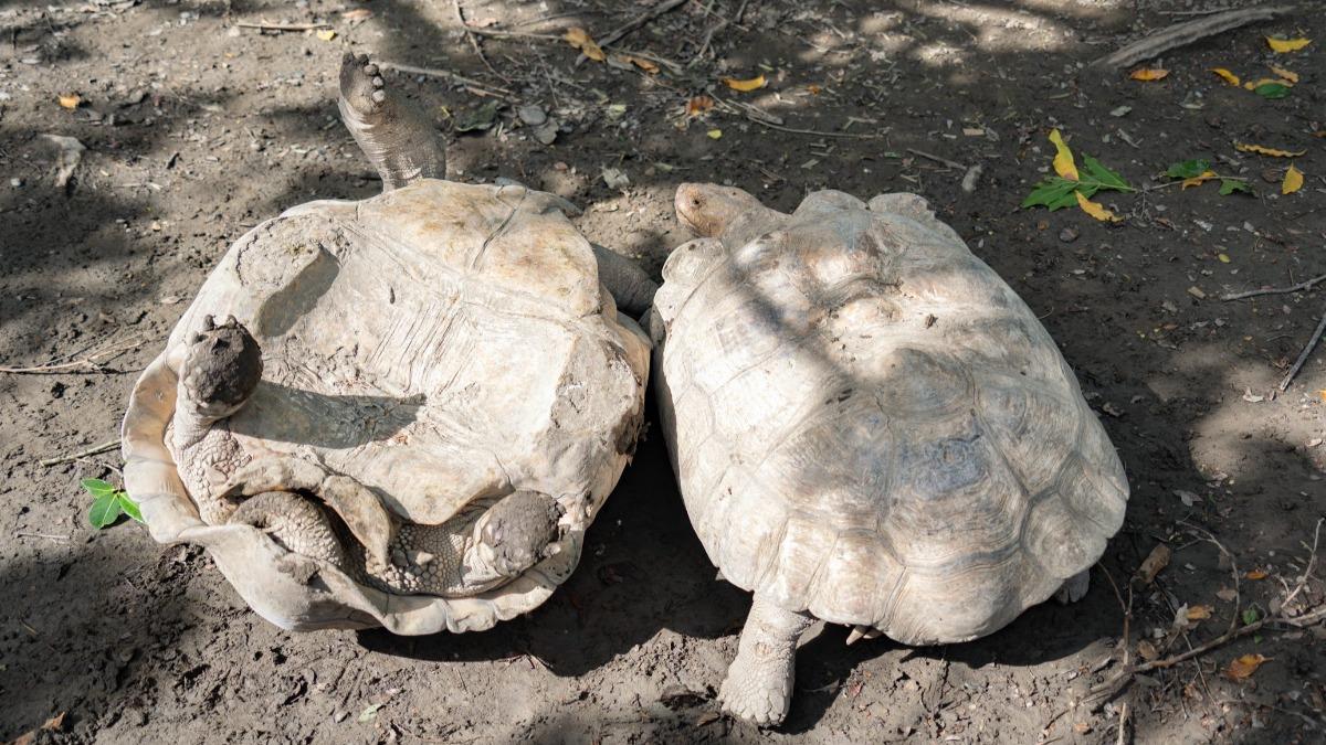 Taipei Zoo explains viral video of tortoise flipped over