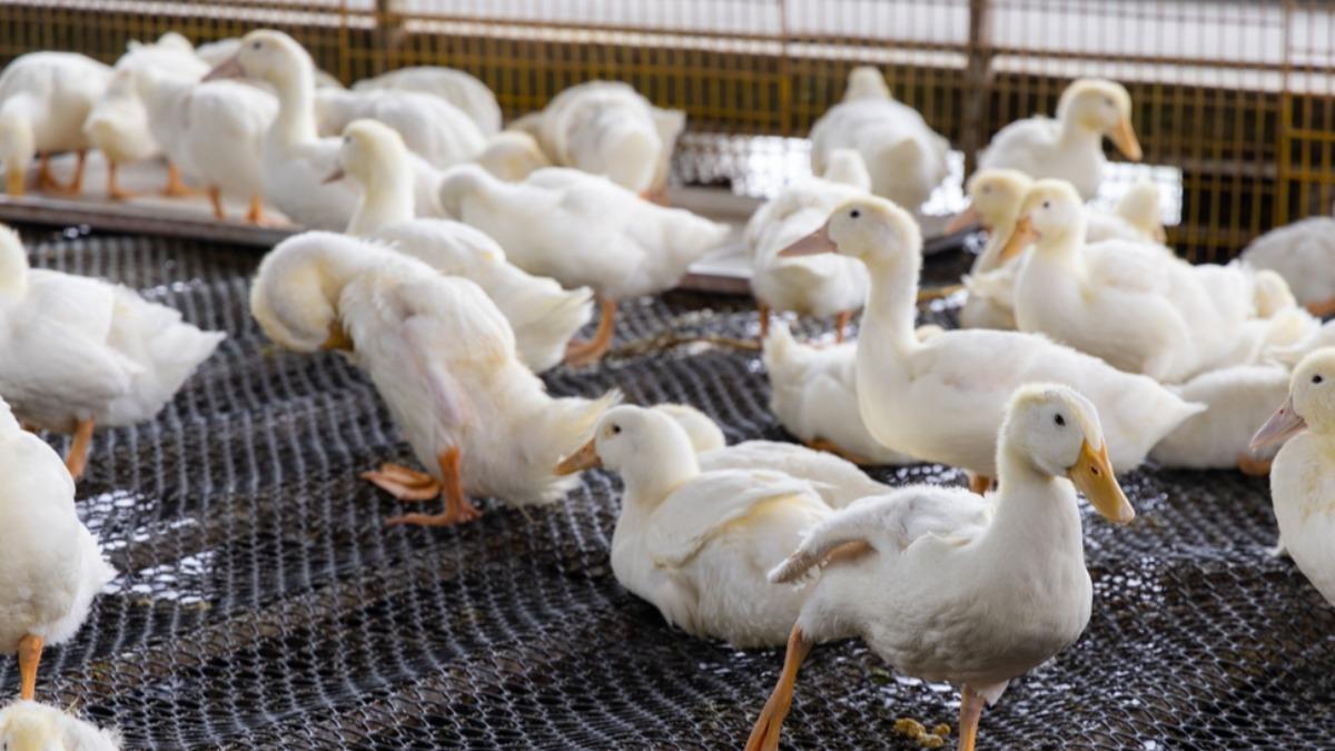 Taiwan culls over 5,000 ducks after H5N1 avian flu detected