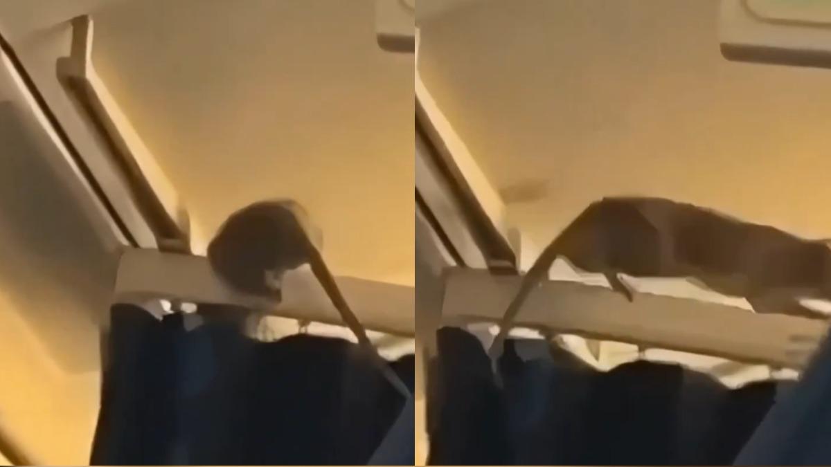 機艙驚見巨鼠「爬行李架亂竄」 航班被迫停飛、254乘客滯留