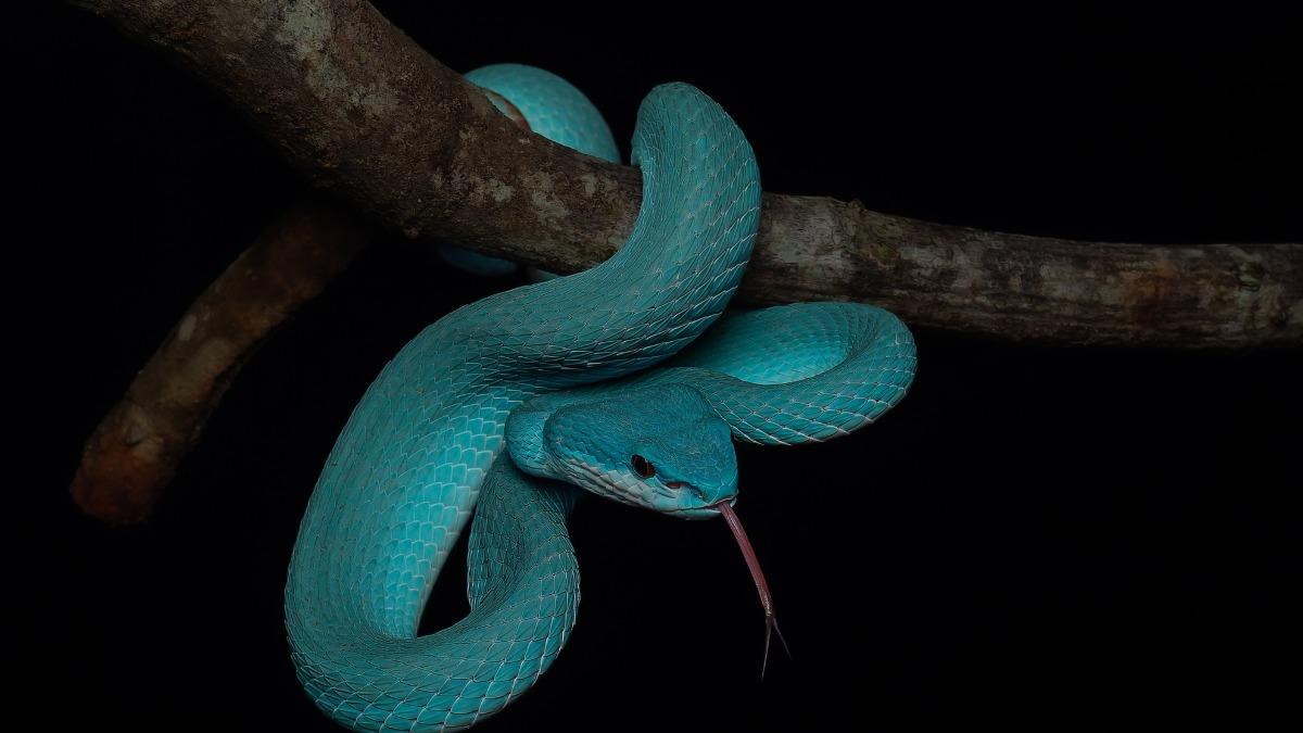 《動物方城市2》掀中國「養小藍蛇」風潮 官媒:勿忽略危險性