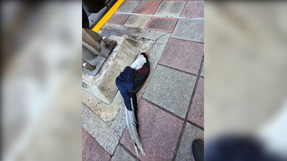 中和秀朗橋旁驚見保育類「藍腹鷴」 柳丁哥哥:遇過最傻眼路殺