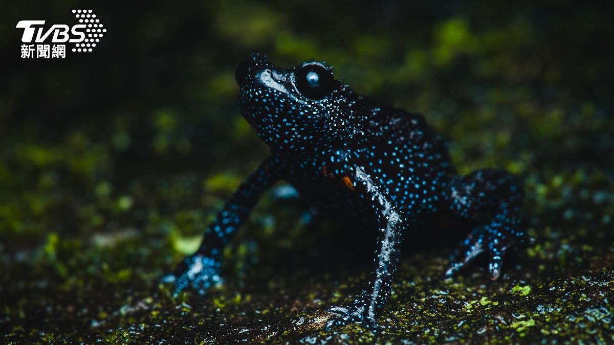瀕危「銀河蛙」遭攝影團隊徒手把玩、擺拍 集體失蹤恐滅絕