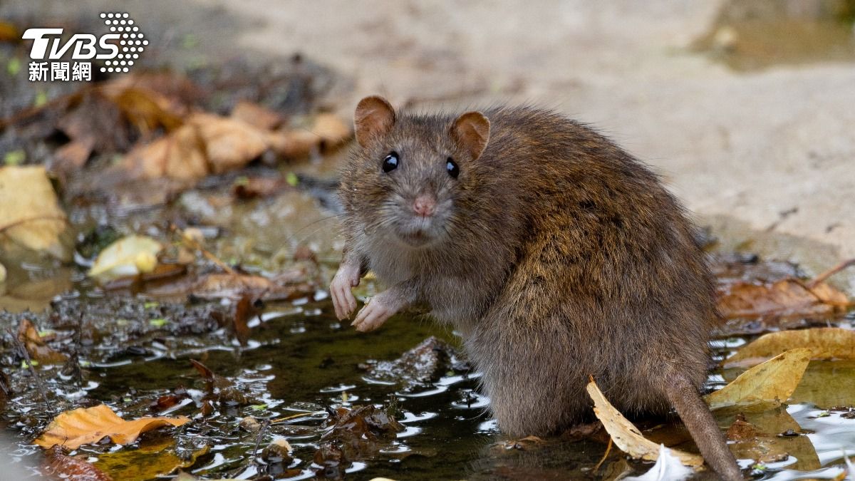 紐約市長亞當斯將卸任 設「防鼠患辦公室」送新市長曼達尼