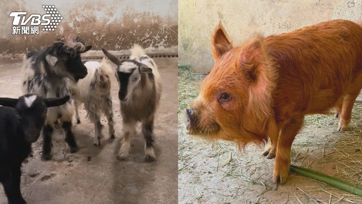 壽山動物園歲末迎新! 長毛昏倒羊、兔豚等超萌新成員來了