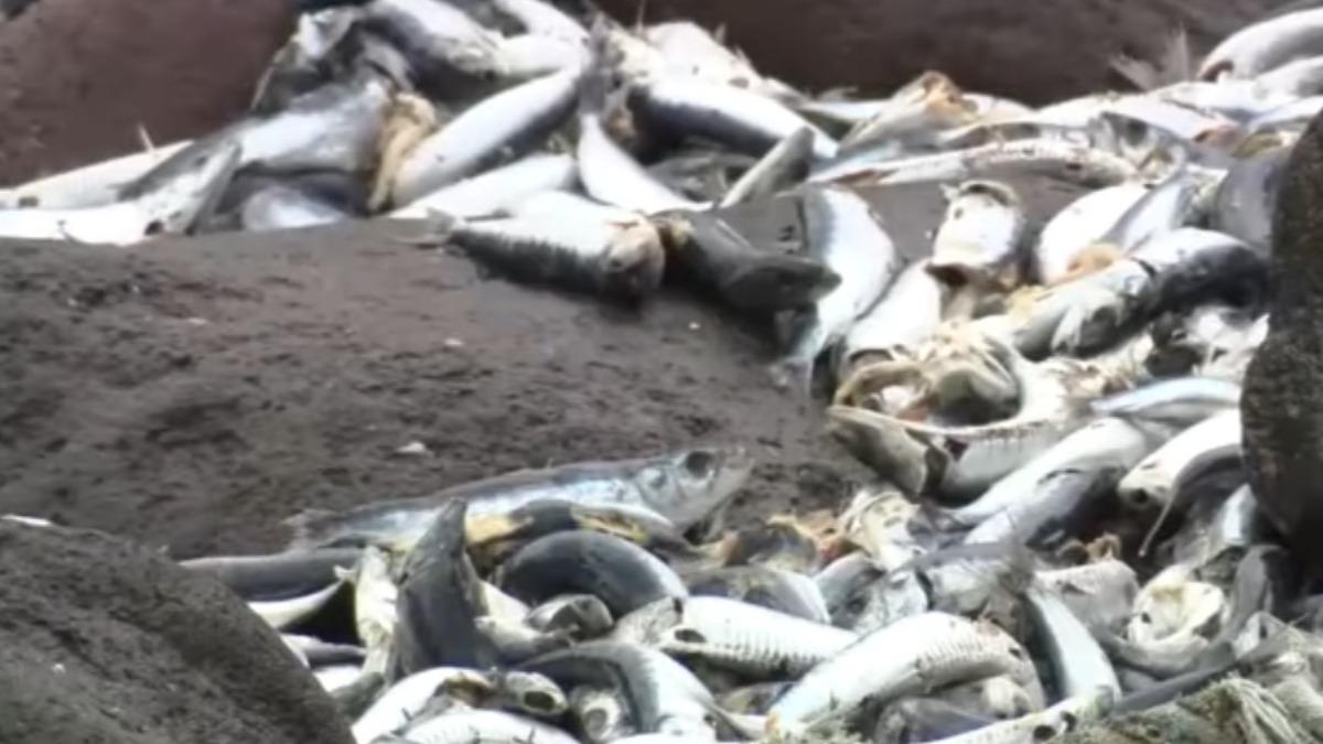 罕見異象!北海道露天溫泉「湧滿沙丁魚屍」惡臭瀰漫 政府急封閉