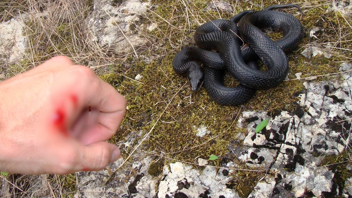 為詐領3千萬保險!印度2逆子「二次放蛇毒父」 死前高額投保惹疑