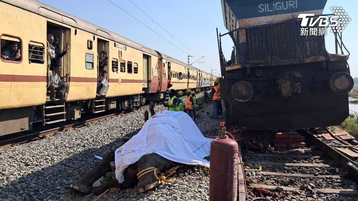 駕駛看到煞不住!印度火車猛撞象群 5車廂脫軌7頭大象當場慘死