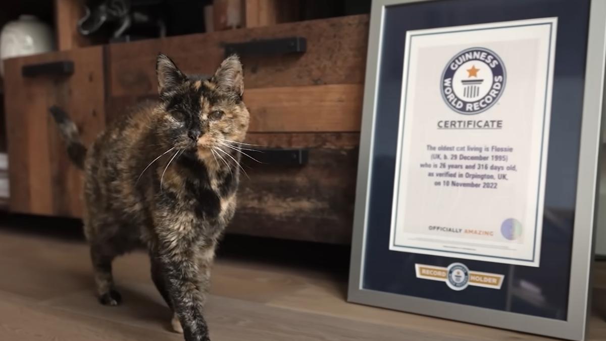 送走2任飼主!世界現存最老貓咪滿30歲 等同人類140歲
