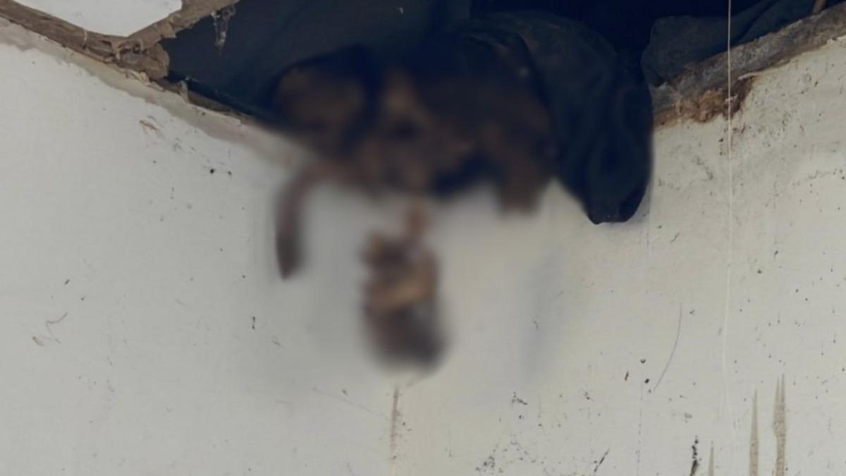 整修天花板突掉出「人類遺骸」!泰工人嚇呆急報警 真實身分曝