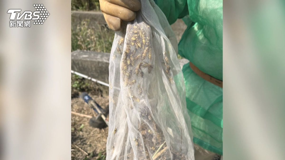 苗栗男除草慘遭「虎頭蜂圍攻」腎衰竭!全身螫逾20處 一家4口都受傷