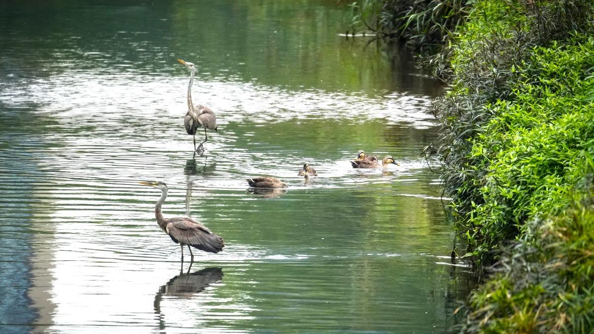 板橋湳仔溝蛻變生態廊道 花嘴鴨連2年成群報到