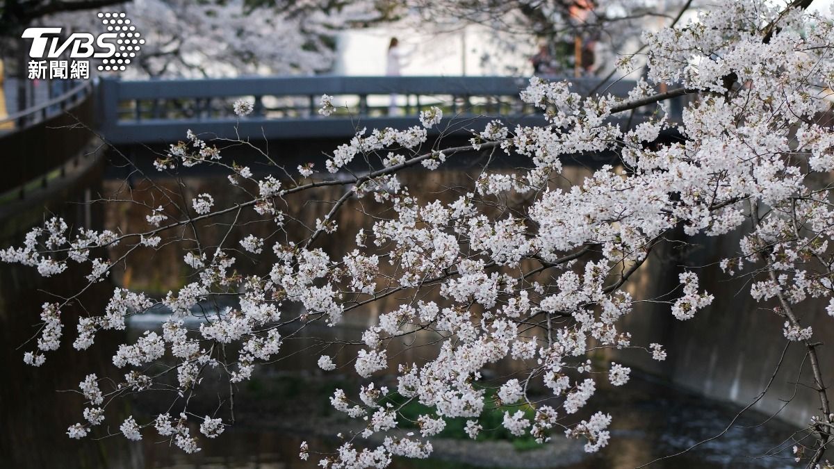 2026日本櫻花最新預測 東京染井吉野櫻有望3/21開花