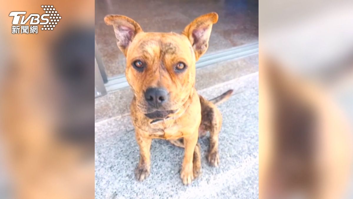 走失汪「巧虎」飼主急瘋!懸賞百斤文蛤+白蝦 市價破1.5萬求協尋