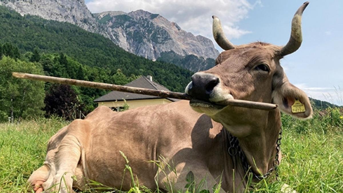背癢怎麼辦?瑞士棕牛「拿掃帚搔癢」爆紅