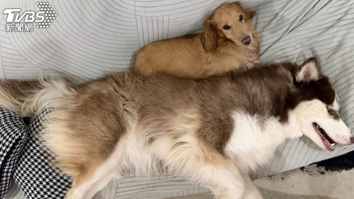 免花大錢!提升毛孩免疫力靠3招 獸醫揭「這部位」看出身體異狀