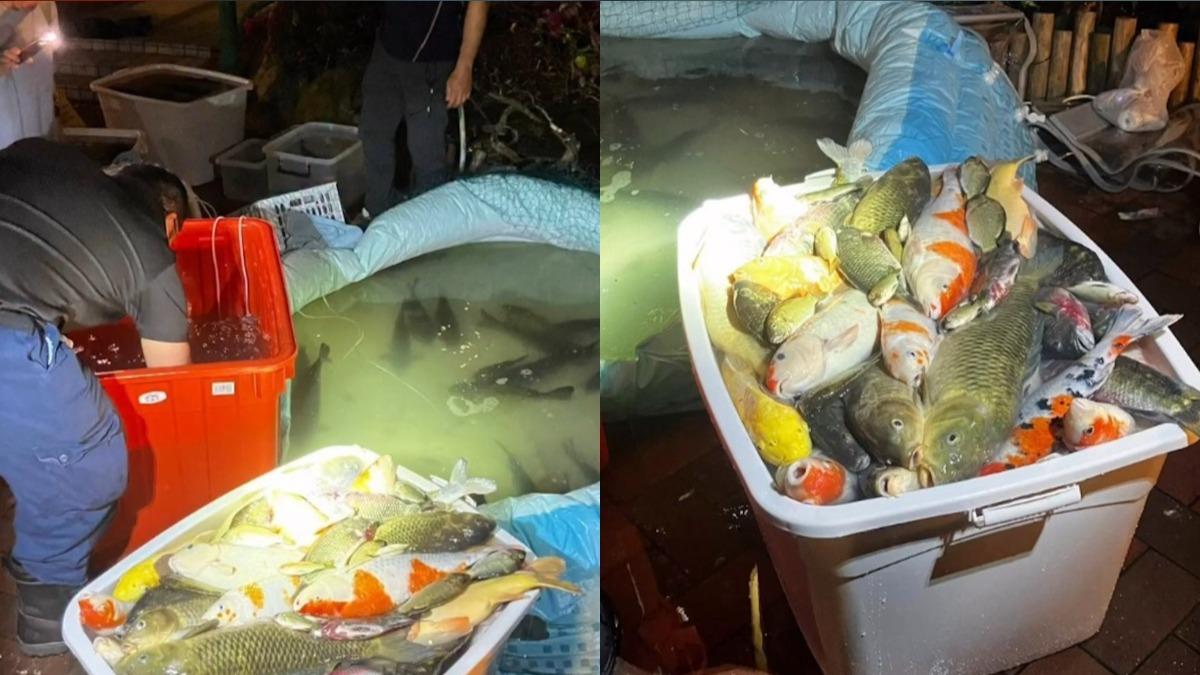 清魚池出包!清潔公司「1疏失」百條錦鯉翻肚 警列虐待動物案