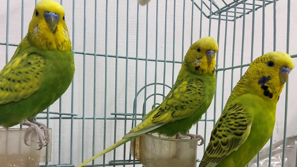 彩券行店內鸚鵡「1異常行為」現吉兆!台中老翁刮中百萬大獎