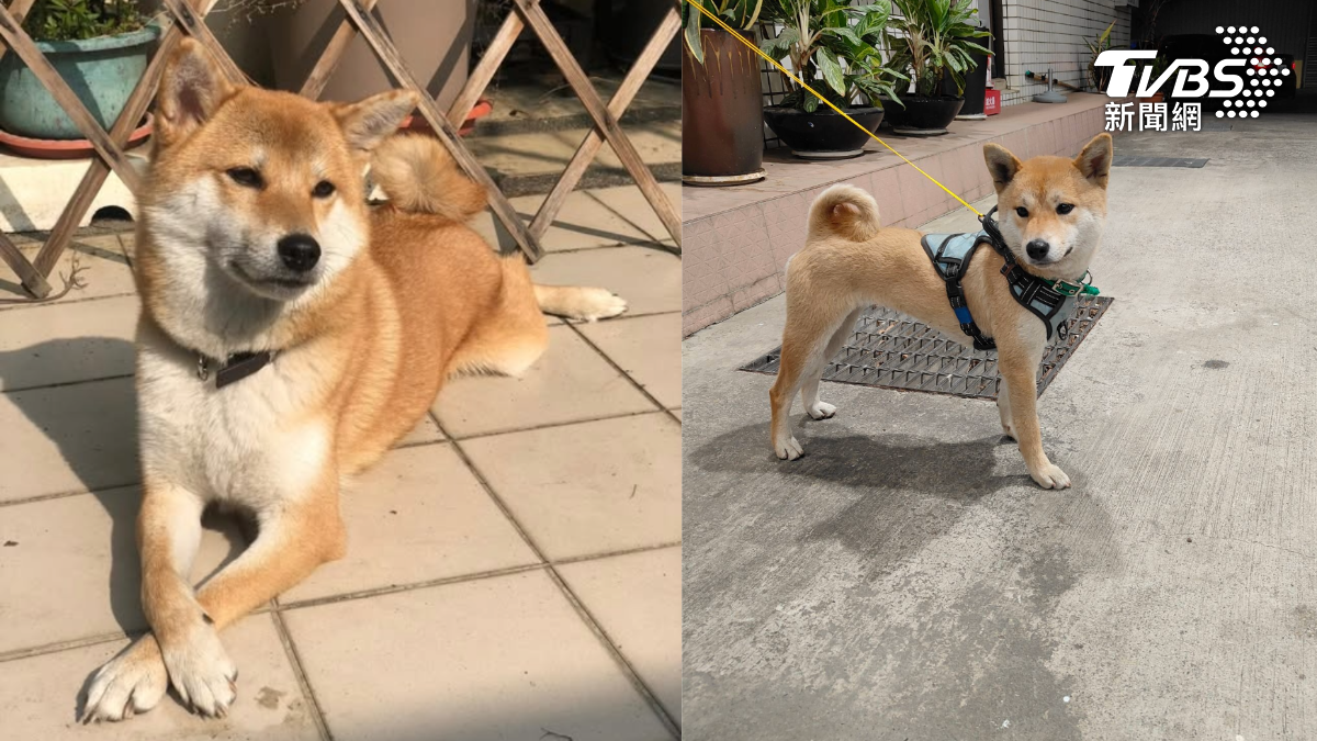 柴犬門口玩耍遭「騎士載走」!調監視器急尋 結局神展開