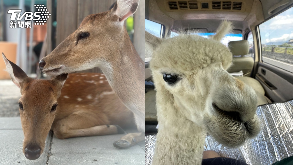 張美阿嬤子毒害動物「3死10多隻中毒」 受害星夢園業者淚:牠們是寶貝