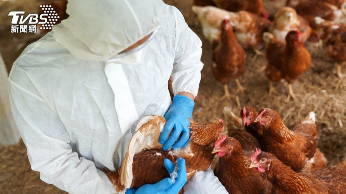 台中蛋雞場隱匿禽流感!1700隻雞暴斃仍賣蛋 鄰居:看新聞才知