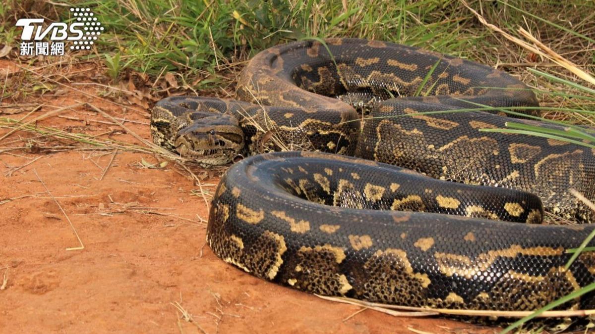 美捕蛇專家被「92kg巨蟒」纏腿拖行!驚呼:像在騎馬