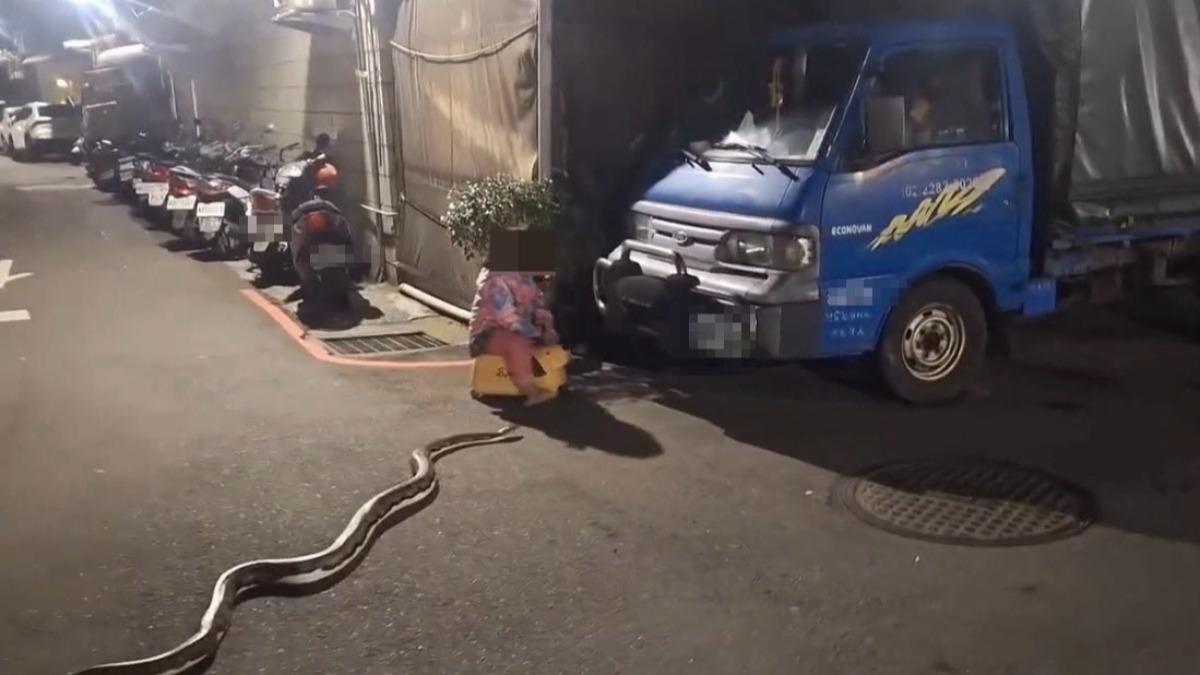 蘆洲巷口驚見2米巨蟒!女童騎學步車「淡定繞過」驚險畫面曝