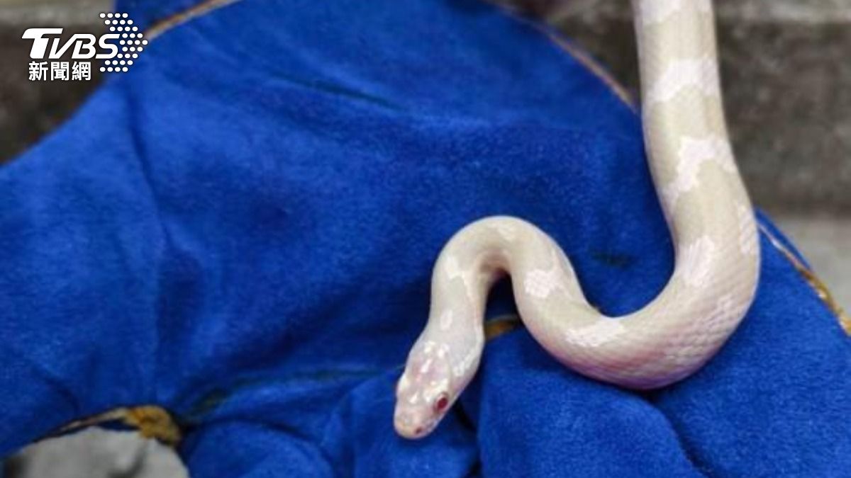 白蛇現蹤彰化溪湖 竟是罕見「白化玉米蛇」今開放認養