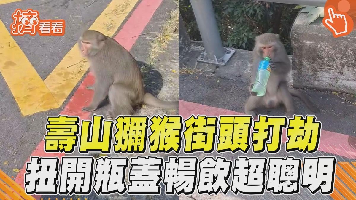 影音/壽山動物園獼猴街頭打劫! 熟練扭開瓶蓋暢飲震驚遊客