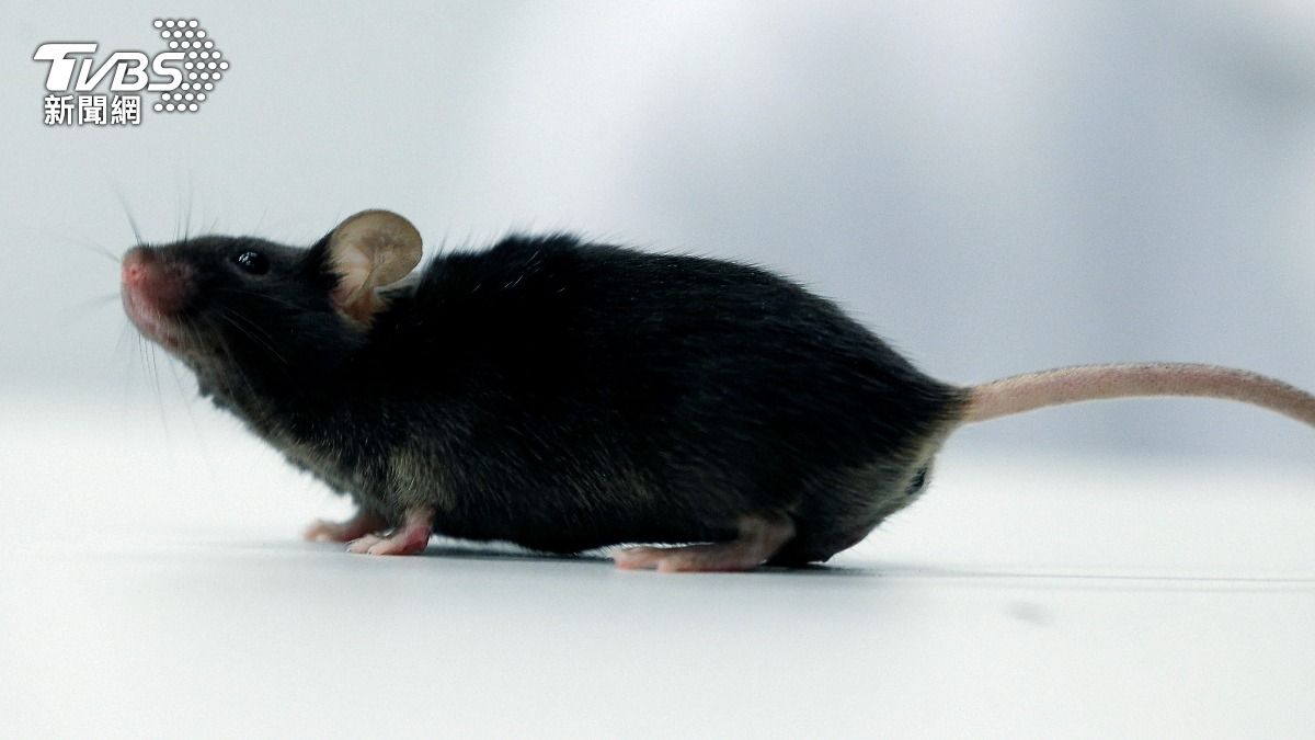 西班牙研究「三重療法」滅胰臟癌! 小鼠腫瘤全消失 未來有望救命