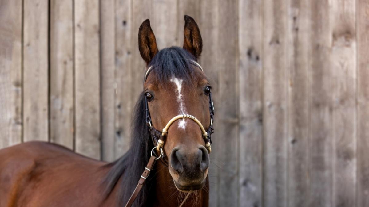 2026: Embrace dynamism in the year of the Fire Horse