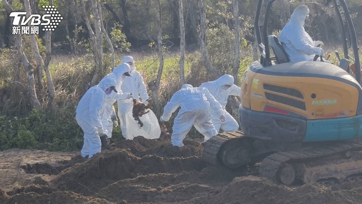 台中豐康牧場禽流感!百雞屍丟水溝 還有1216隻埋朋友私地