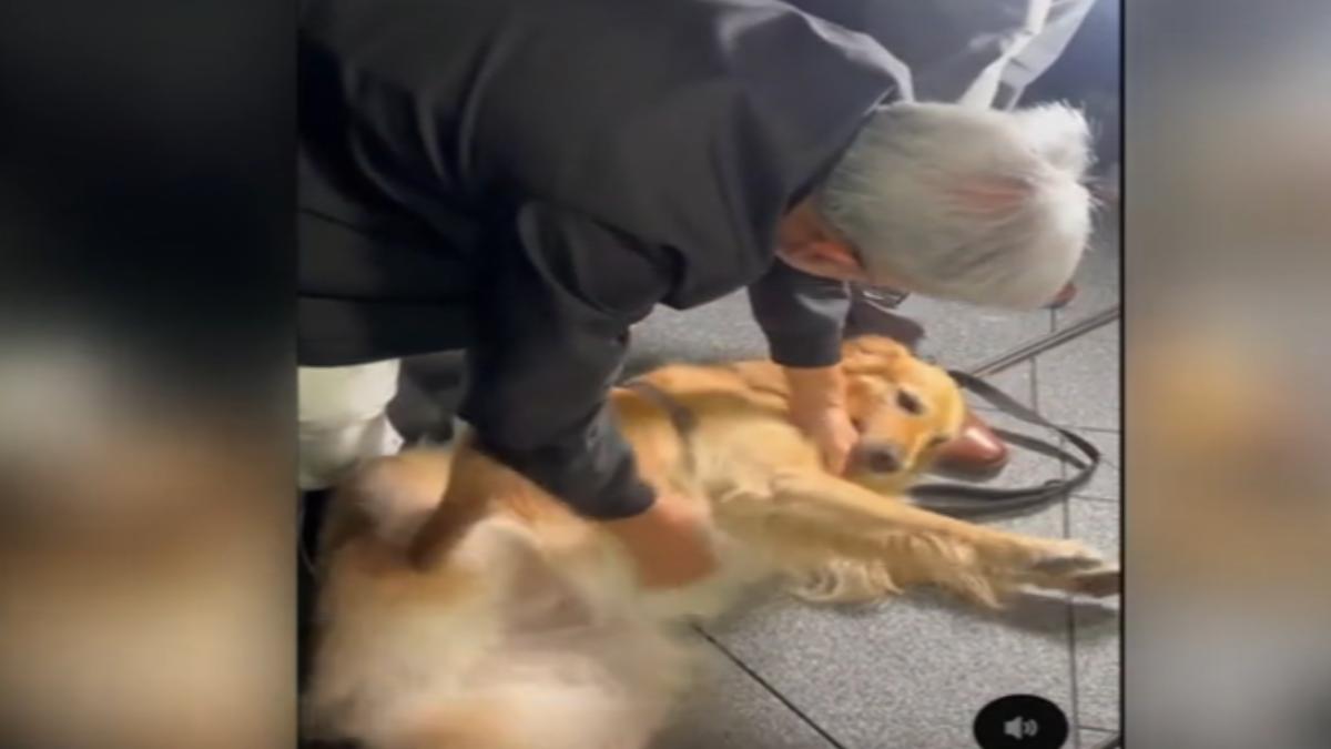 黃仁勳街頭巧遇黃金獵犬秒變狗奴 嚕狗畫面萌翻網友