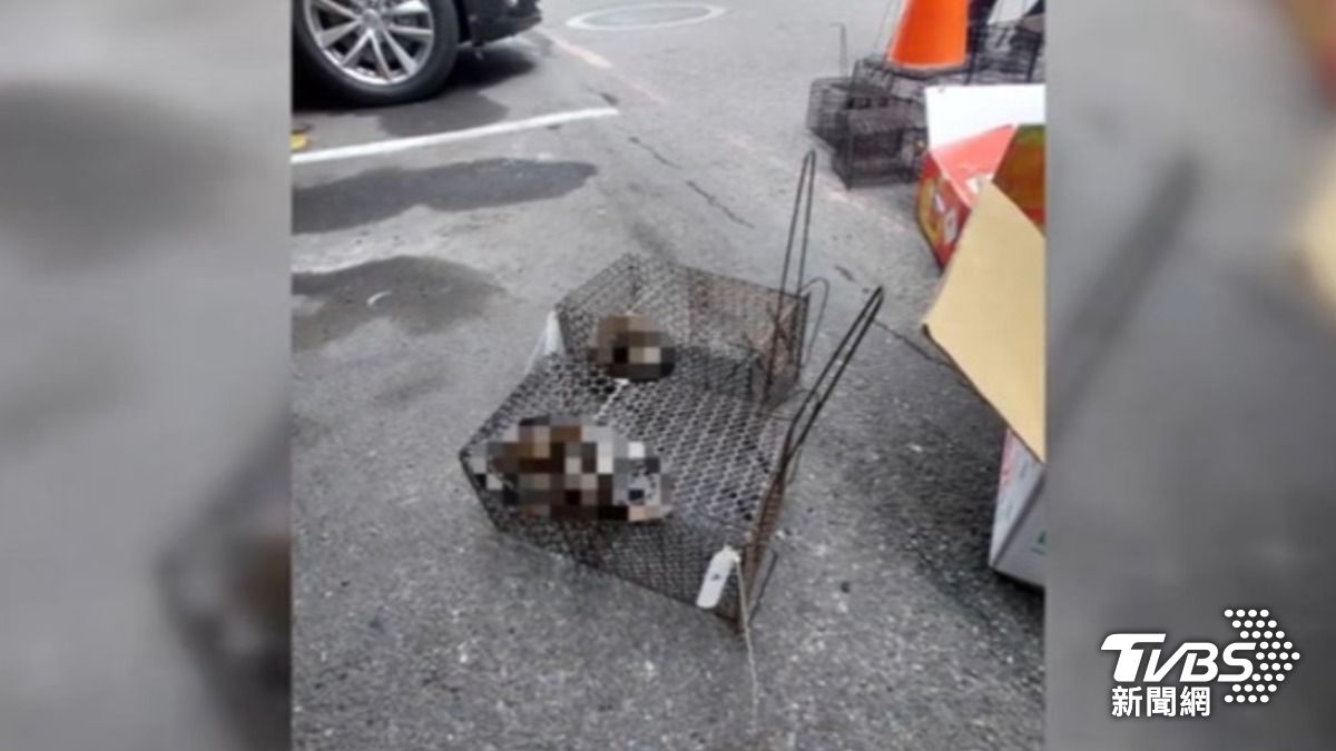 住家附近老鼠傳染! 今年首漢他病毒 北市男發病8天後亡