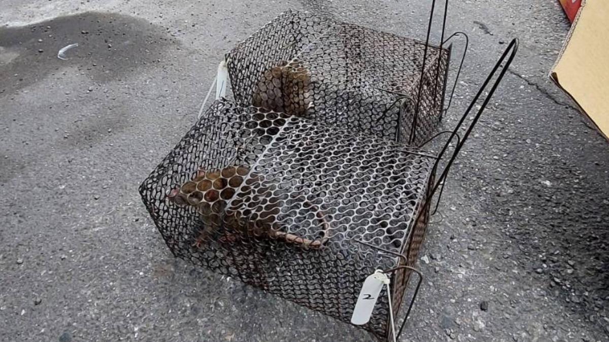 今年首例染漢他病毒亡!致死率曝 醫揭恐怖症狀:大掃除小心