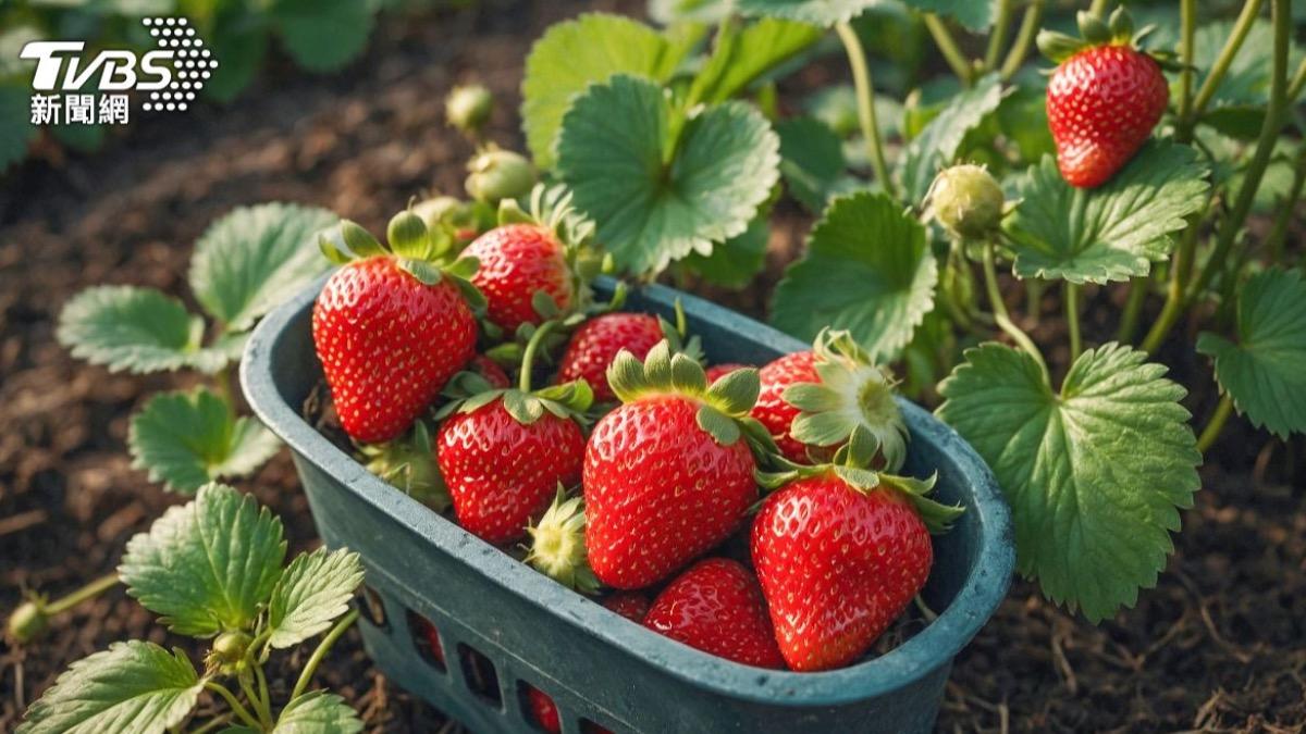 女性、乳癌患者可多吃!草莓抗氧化力強「減少慢性發炎」