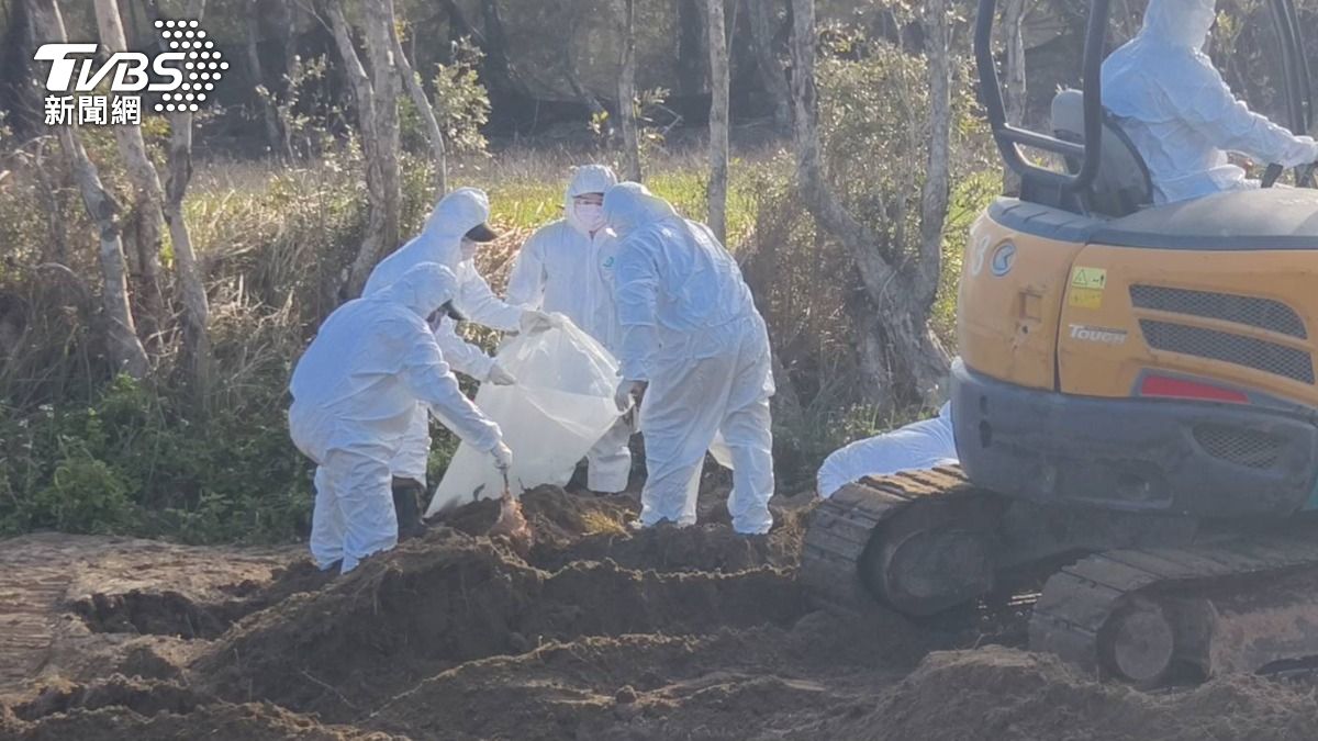豐康牧場禽流感「借友人地埋雞屍」 負責人40萬、地主20萬交保
