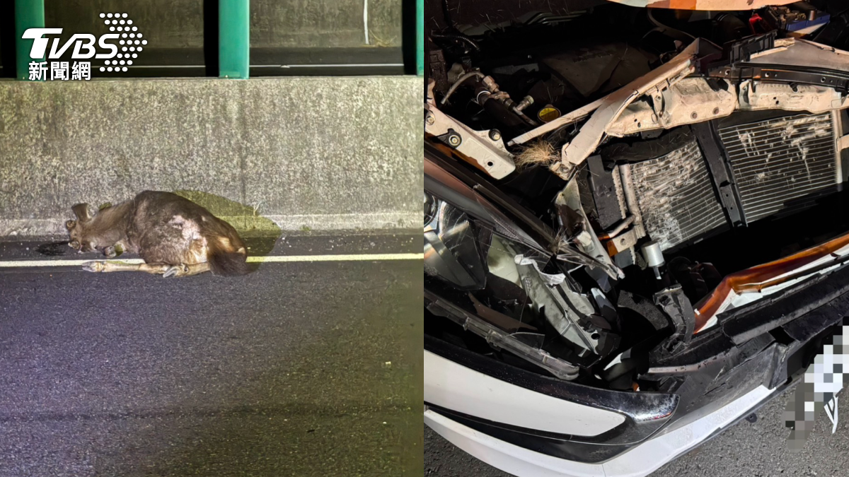 國道驚魂!罕見水鹿現蹤 下秒遭衝撞「肢體變形」當場死亡