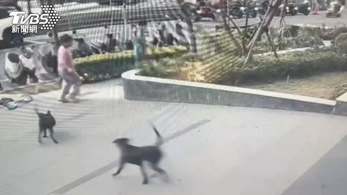 放養犬群亂跑! 狗追孩童、嚇壞孕婦 反映飼主還被嗆