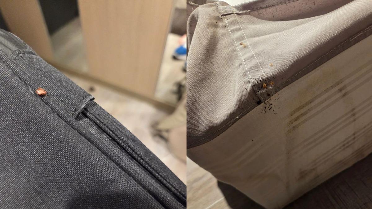 北車商旅驚見「床蝨大軍」鑽包包!業者急滅火:已封房清消