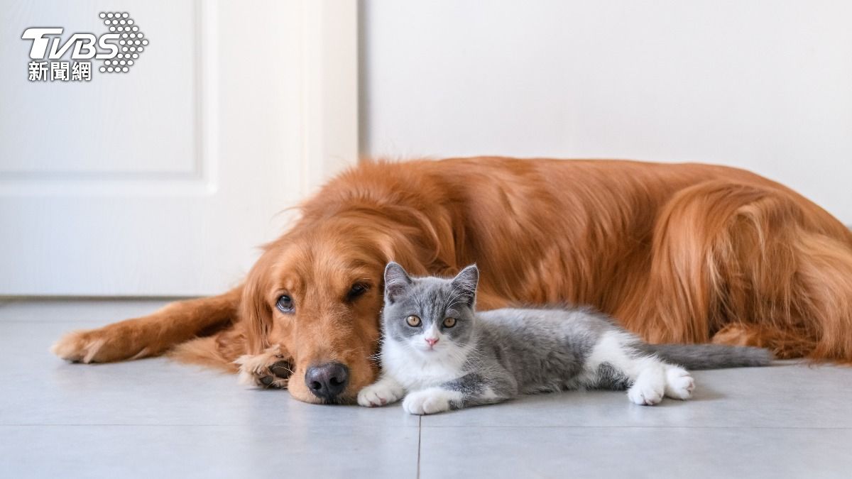 想養貓狗!動保處揭「4點自我評估」:勿衝動性購買