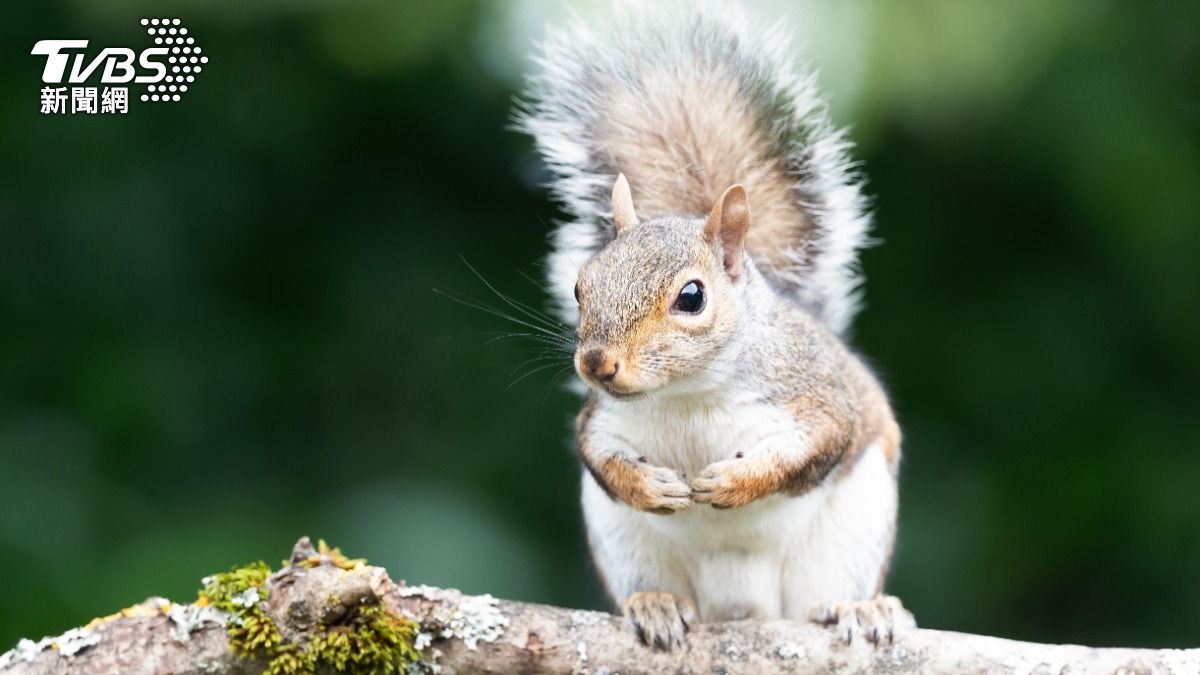 漢他病毒奪命!民眾憂「大安森林公園松鼠」恐傳染 醫解答了