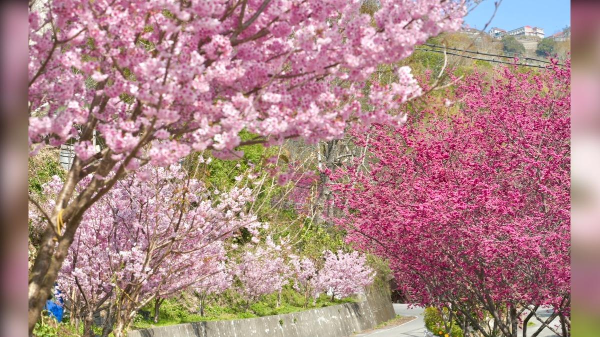 2026北橫櫻花季浪漫盛開! 桃園賞櫻地圖發布 邀民上山感受粉色風暴