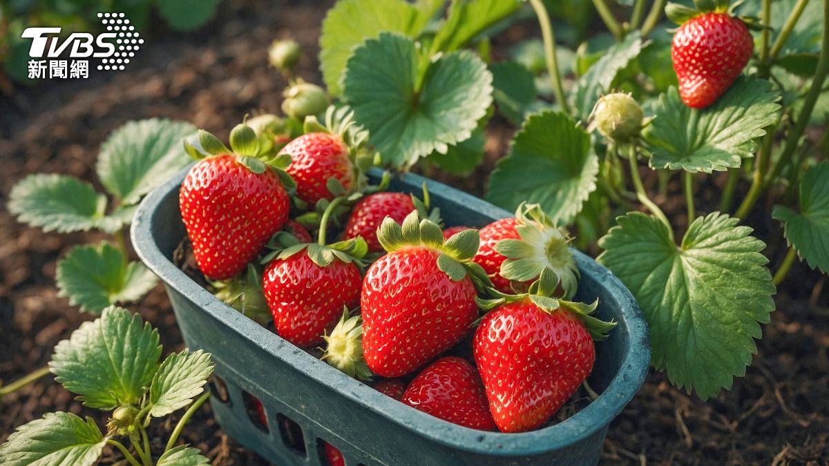 草莓怎麼洗？醫揭「洗菜3步驟」安心吃：1動作恐讓農藥滲更深