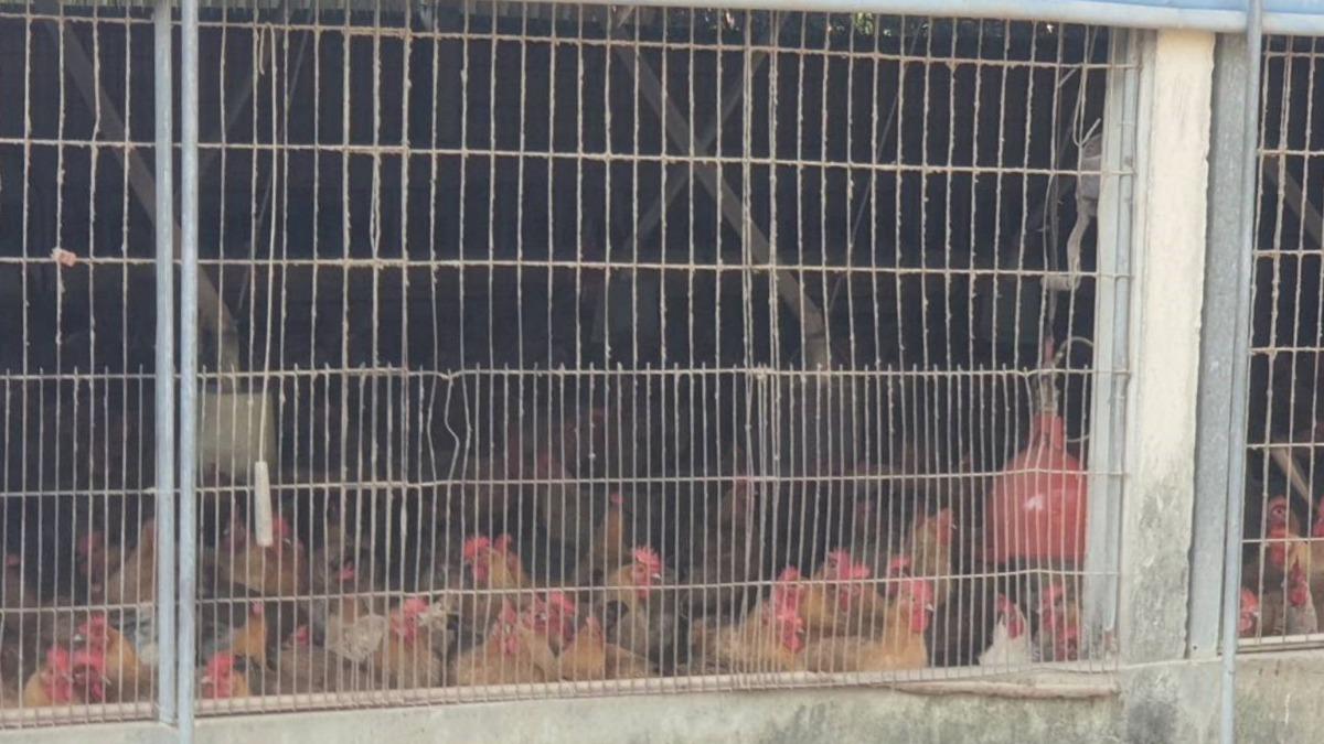 禽流感拉警報!新北動保處突擊檢查養雞場 籲「五要六不」