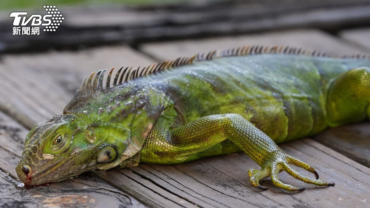 低溫急凍!美國南部驚見「下鬣蜥」 大批鬣蜥凍僵墜樹