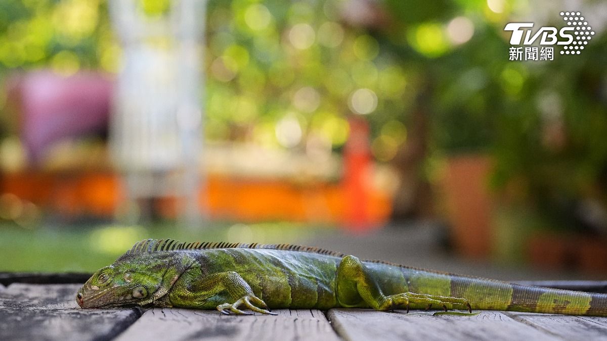 奧蘭多比格陵蘭冷! 炸彈氣旋襲美東 北卡積雪比均值多5倍